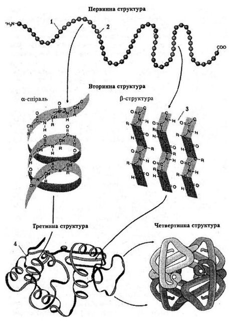 Просторова структура білків