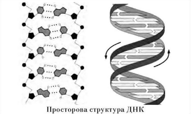 Просторова структура ДНК