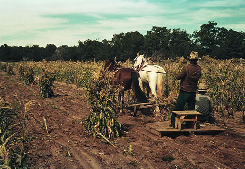 Збір урожаю на кукурузному полі, штат Нью-Мехіко